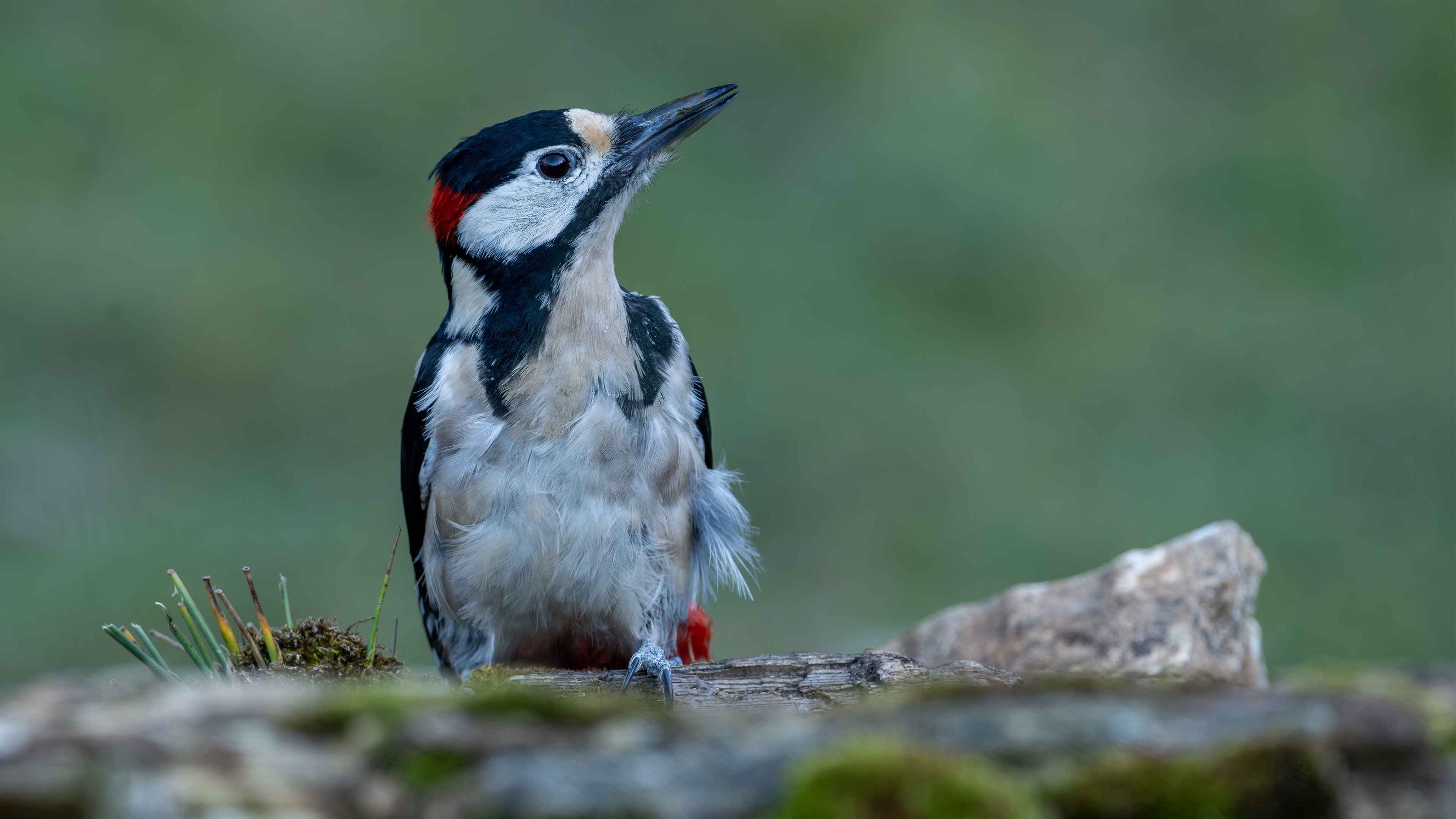 Great Spotted Woodpecker